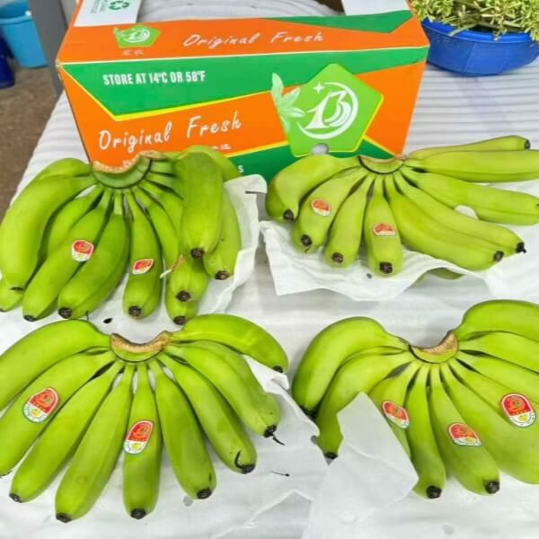Laos Banana – Bild 2